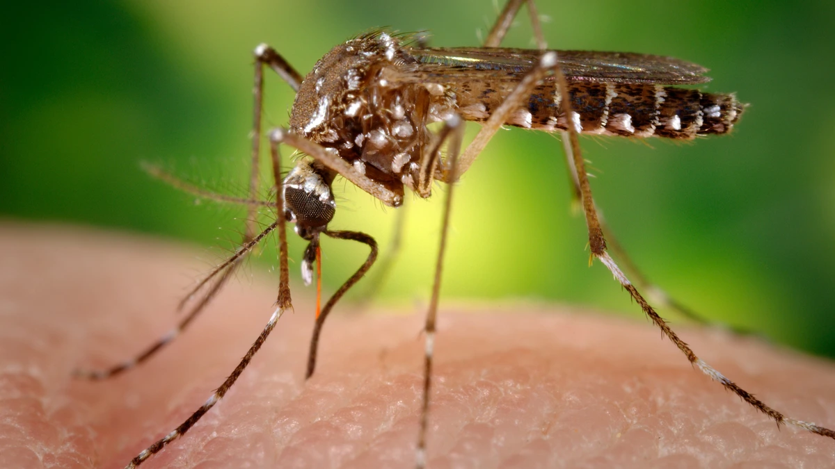 Close-up of a striped Aedes aegypti mosquito standing on human skin, its thin mouthpart pierced into the skin and turning red with blood