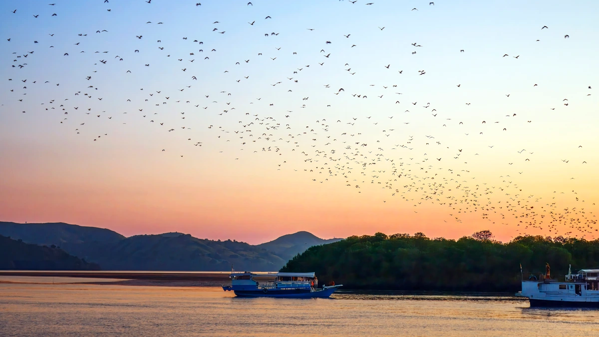 Hundreds of large bats flying across an orange and blue dusk sky above a calm bay, with a small blue boat and a forested island below