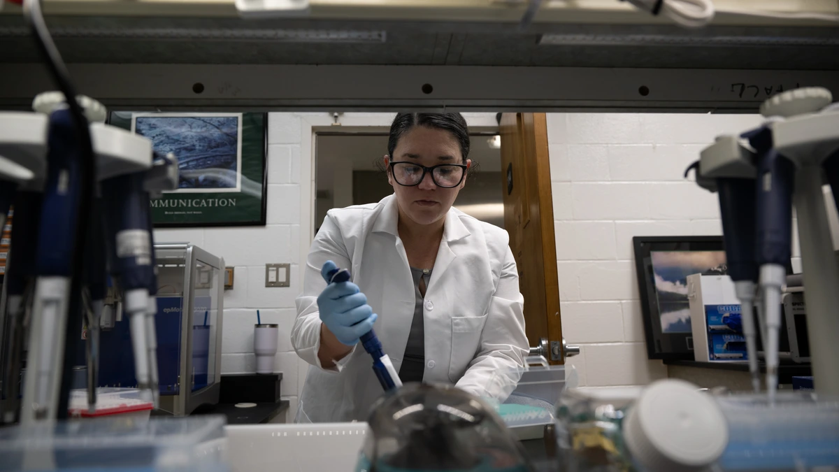 A laboratory technician in a white coat, glasses and blue gloves uses a pipette at a crowded bench, framed between racks of hanging pipettes in the foreground