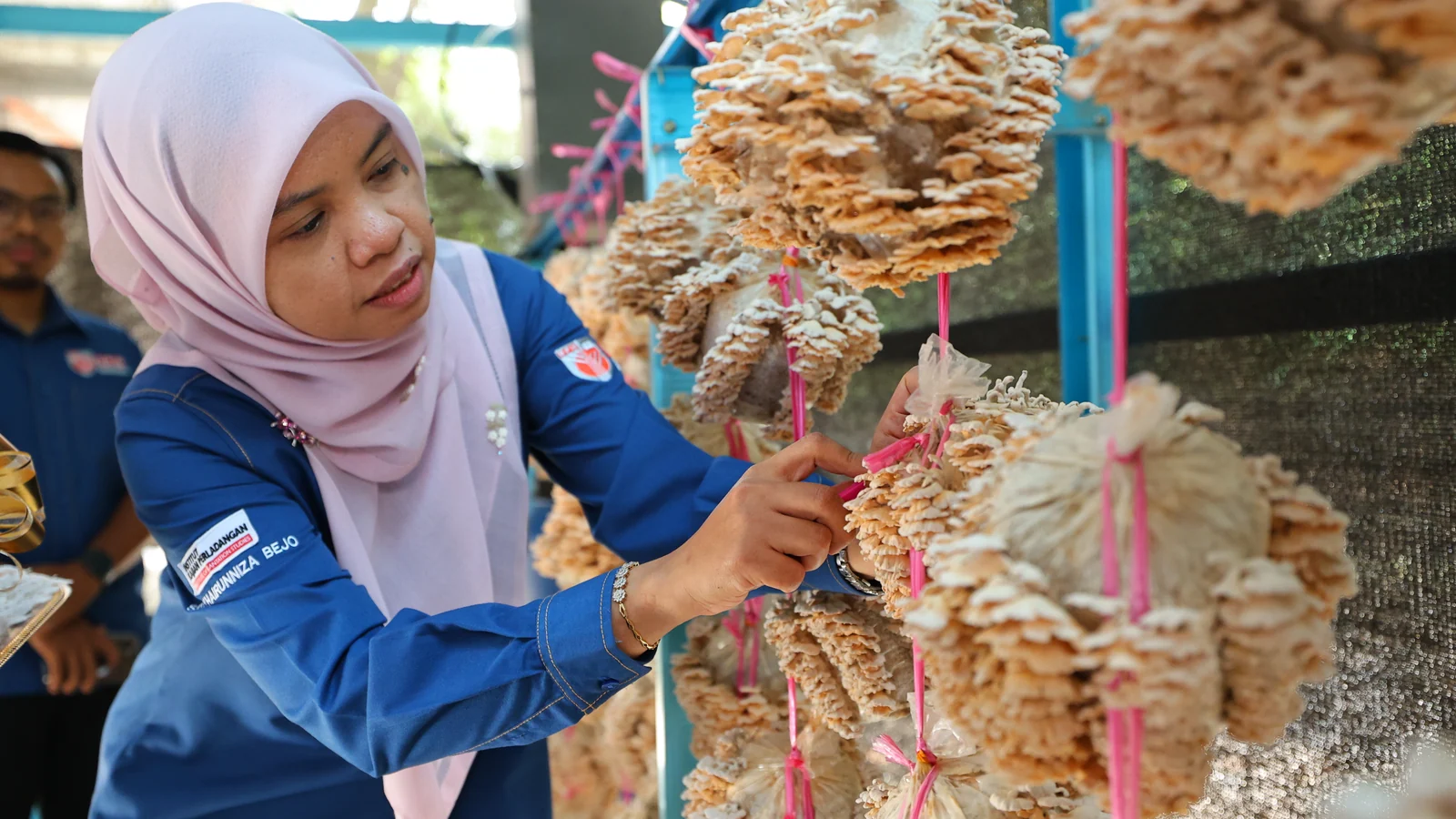 UPM researcher examines mushrooms in the AgriSMART Lestari greenhouse