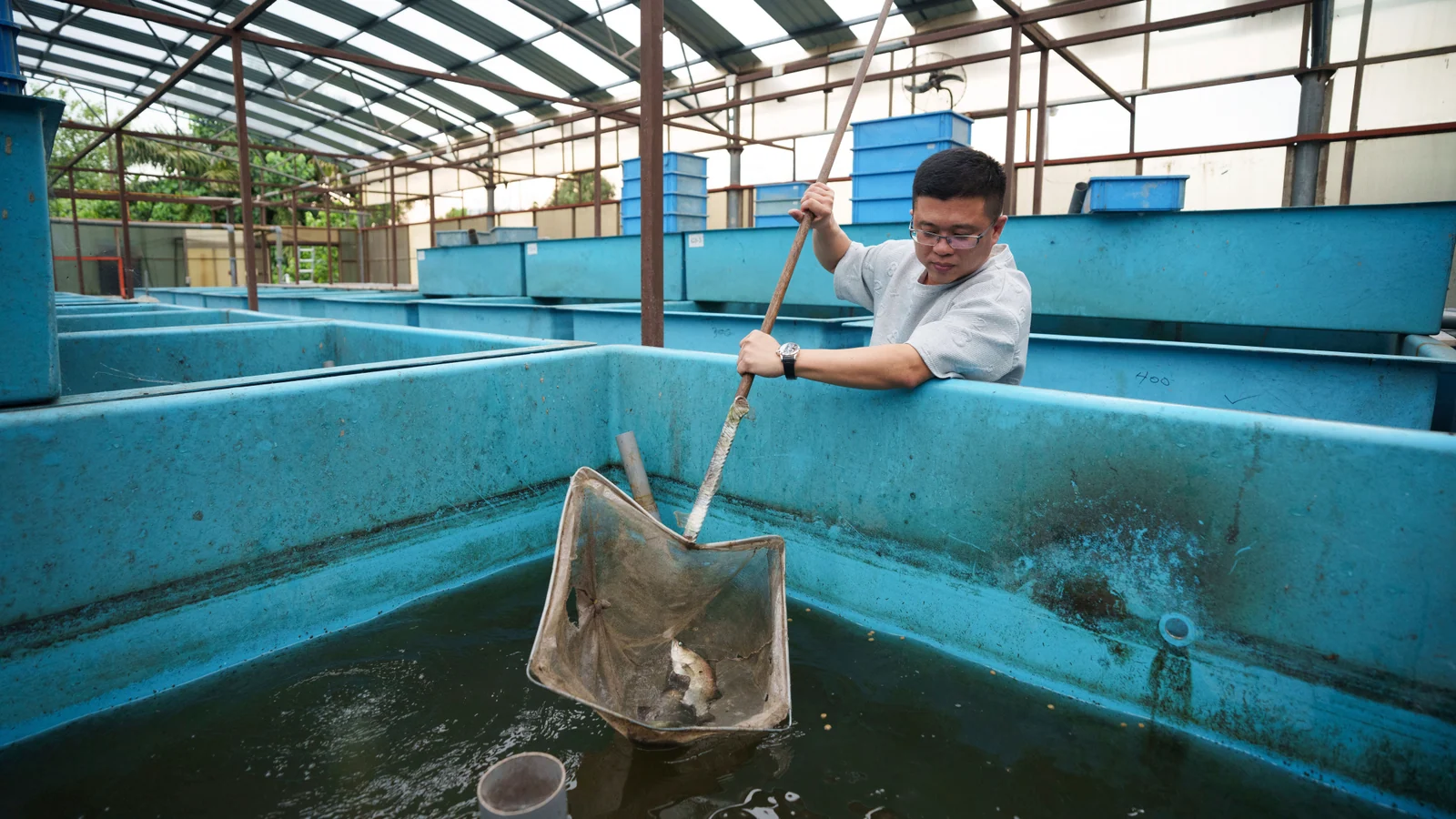 Aquarium-farm owner Winson Lau works among fish tanks in Johor Bahru