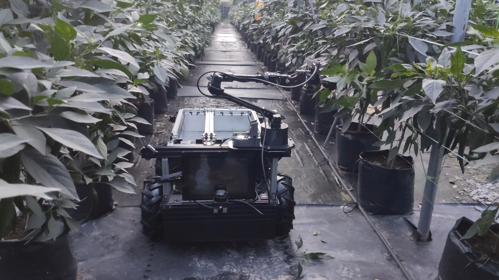 Braintree's autonomous picker robot works among crops in a farm setting