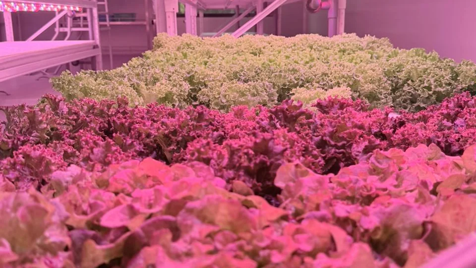 Rows of leafy vegetables grow under artificial lights inside UPM's Plant Factory